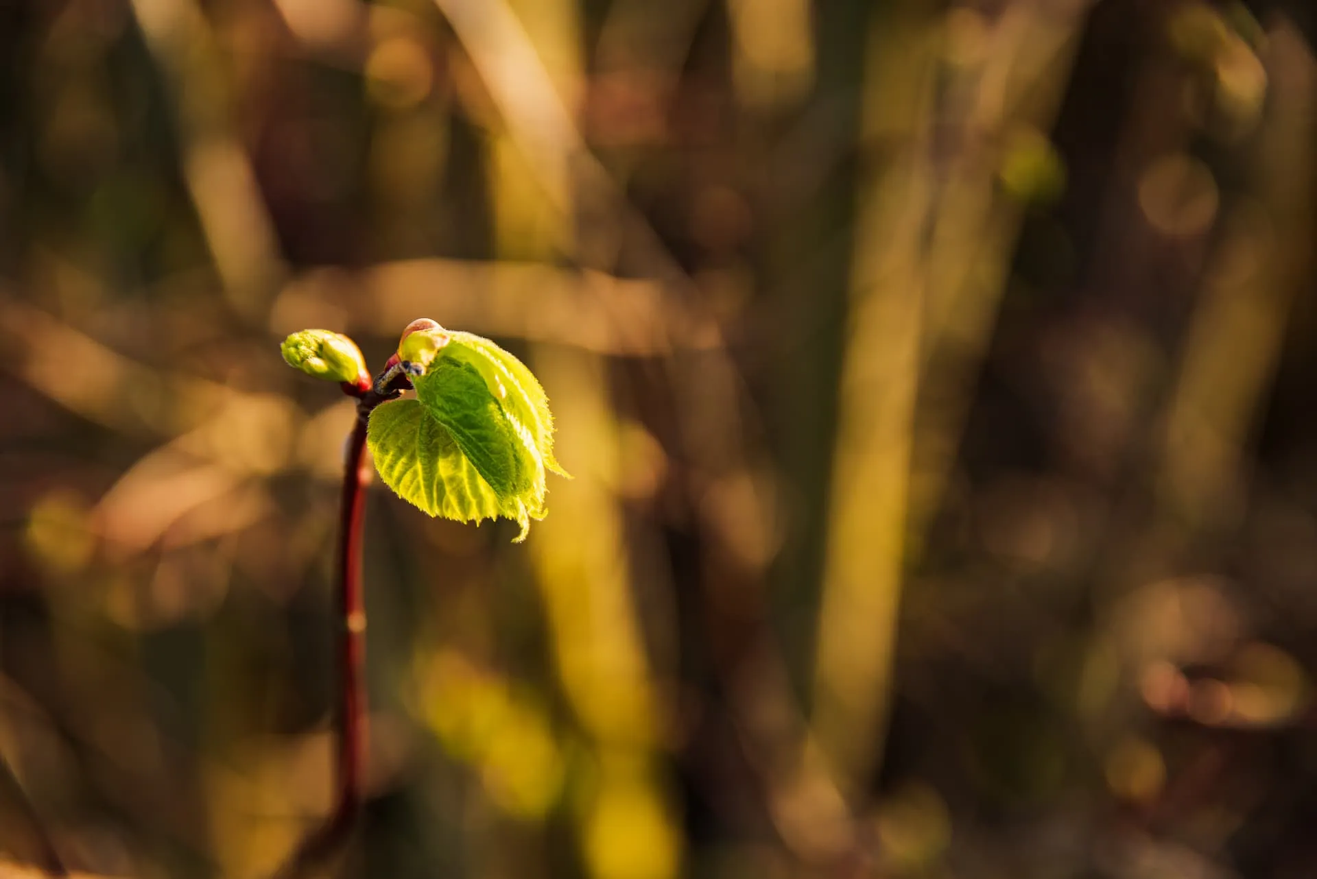 A leaf on a small branch